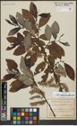 Foto von Salix appendiculata Vill.